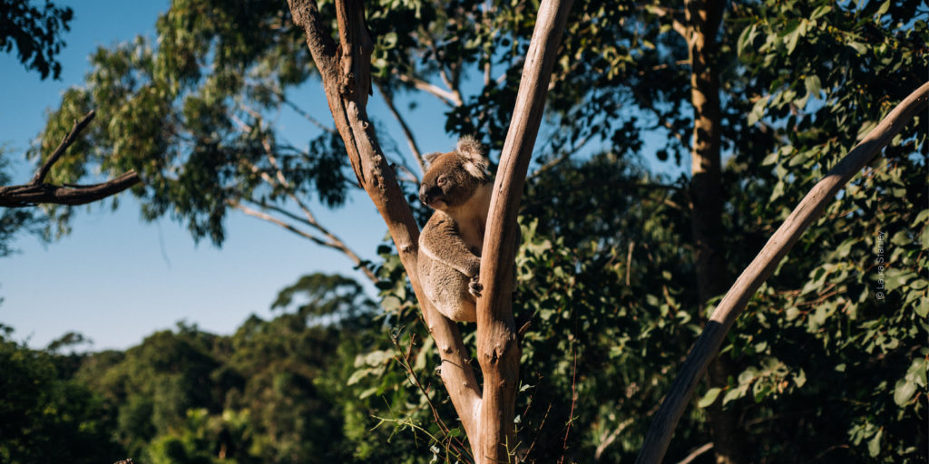 Koala Endangered! เมื่อออสเตรเลียประกาศให้ “โคอาลา” กำลังเป็นสัตว์ใกล้สูญพันธุ์